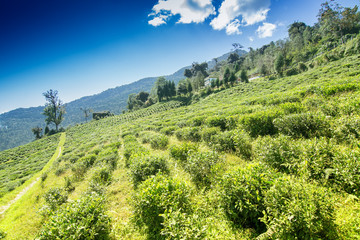 Temi tea garden of Ravangla, Sikkim, India.