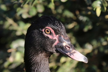 Porträt einer Moschusente, Warzenente, Cairina moschata