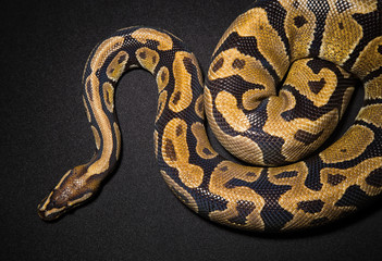 Photo of royal python