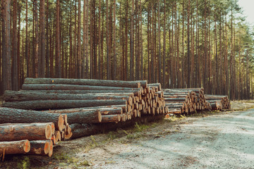 Trees chopped and stacked in forest