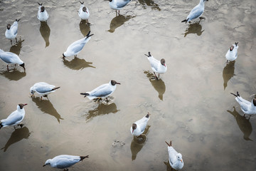 Fototapeta premium Seagull at Bangpoo Resort in Thailand
