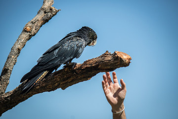 Human hand reaching for black cockatoo