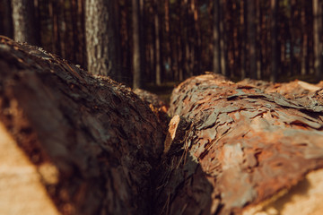 Trees chopped and stacked in forest