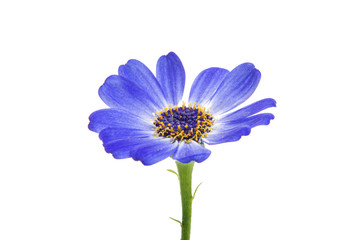 blue cineraria isolated