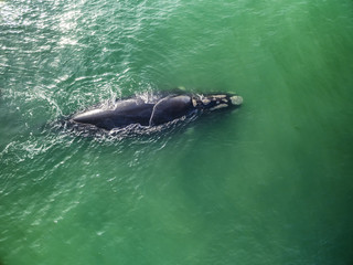 Fototapeta premium Top view of Southern Right Whales in Hermanus, Cape Town South Africa
