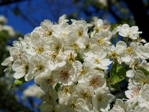 pear tree in blossom