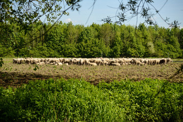 Obraz premium A sheepherd grazing in a clearing in the forest is seen framed by tree branches