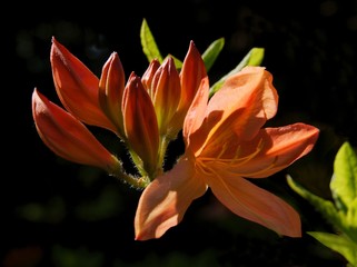 pretty flowers of rhododendron bush at spring