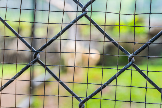 Wire cage at Bonanza Exotic Zoo in Thailand