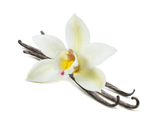 Fototapeta na wymiar Vanilla flower and 3 sticks isolated on white