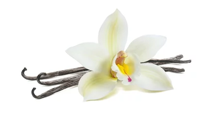 Foto op Aluminium White vanilla flower pod isolated © kovaleva_ka