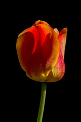 Tulips flower on a black background