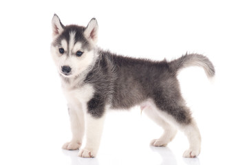 siberian husky puppy sitting on white background © lalalululala