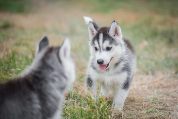siberian husky puppies playing on green grass