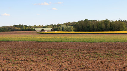 campo di colza fiorita
