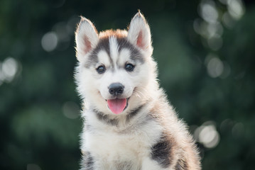 siberian husky puppy  with bokeh sunlight background © lalalululala