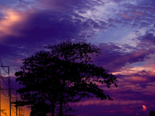 shadow tree in evening dark sky