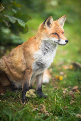 Naklejka na ściany i meble Red Fox (Vulpes vulpes)