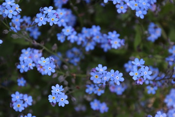 Forgetmenot field