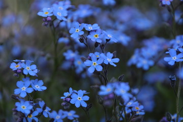 Forget-me-not
