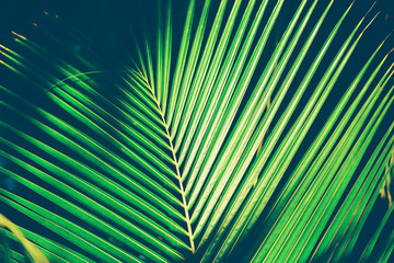 Exotic palm leaf, closeup