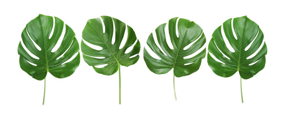 Green tropical leaves on white background - obrazy, fototapety, plakaty