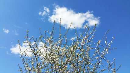 Spring flowers with blue background and clouds