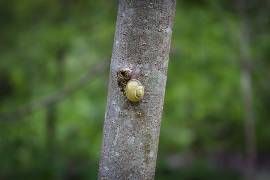 Geh&auml;useschnecke am Baum, Escargot, Schneckenhaus, Schnecke, Baum, Natur, Umgebung, Hermaphrodit, Tier, Fauna, Tierwelt, Gastropoden, Hintergrund, kriechen