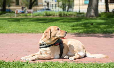 Guide dog is resting in the park
