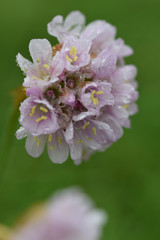 Thrift Cornish Coast