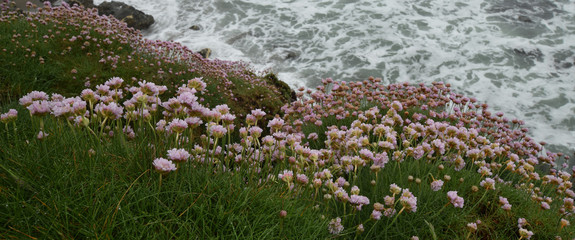 Thrift Cornish Coast