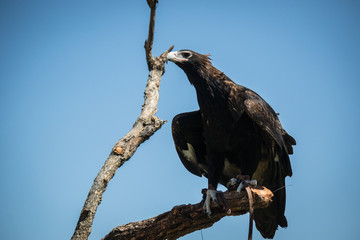 Eagle perched on tree branch, searching for food
