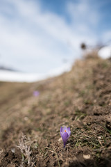 The Plateau Voltigno is a charming plateau karst site in the eastern part of the Gran Sasso, Abruzzo