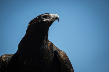 Close-up of eagle looking at camera