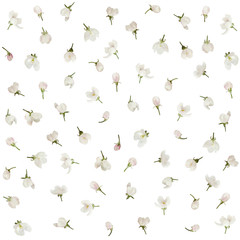 Apple flowers floral pattern isolated on white background.