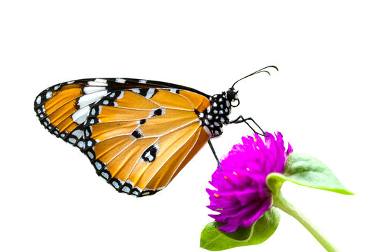 Butterfly On Violet Flower Isolated On White Background