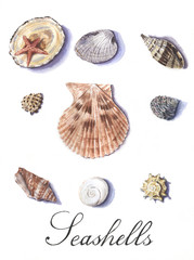 Watercolor set of seashells isolated on white