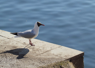 Seagulll