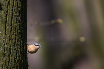 Eurasian nuthatch, wood nuthatch; Sitta europaea