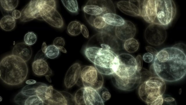 4k Plankton,transparent cells,tiny microbes under Microscope.