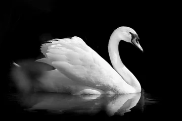 Papier Peint photo Cygne cygne oiseau noir et blanc plume gracieux élégant romantique amour animal