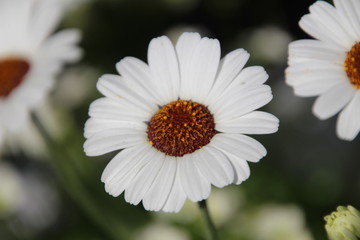 Fototapeta premium daisy