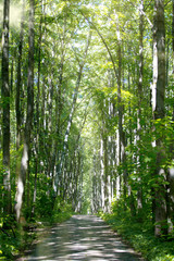 Road in a green spring forest