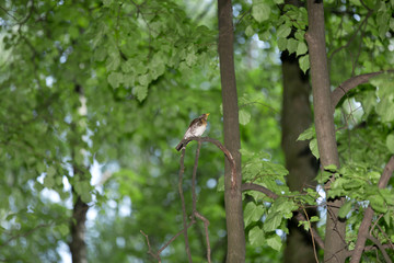 Thrush on a branch in spring forest