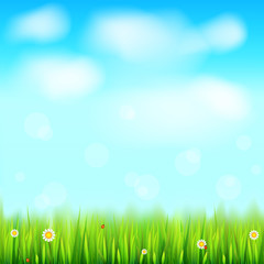 Fototapeta na wymiar Summer landscape background, green, natural grass border with white daisies, camomile flower and small red ladybug. Blue sky, white clouds in the summer sky. Template for your design or creativity.
