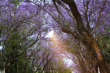 blooming jacaranda is very beautiful in spring Park