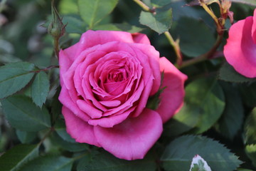 pink rosa