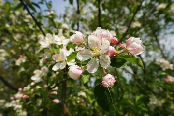 Apple blossom in spring 