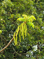 オニグルミの雄花