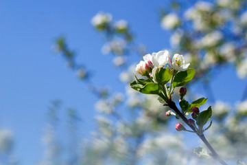 Blossoming apple-tree in the spring against the blue sky
